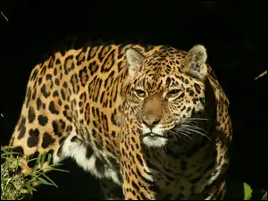 Jaguar obserwuje teren