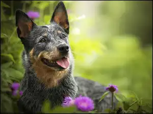Australian cattle dog przy kwiatach