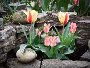Kamienie, Tulipany, Ogród