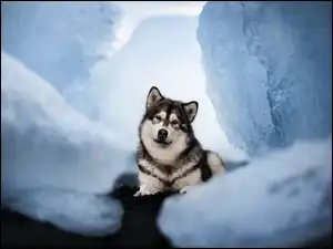 Spojrzenie, Pies, Alaskan malamute