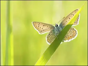 Modraszek ikar, Motyl, Źdźbło, Trawy
