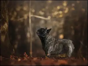 Buldog francuski pod drzewem