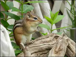 Roślinki, Chipmunk, Konar