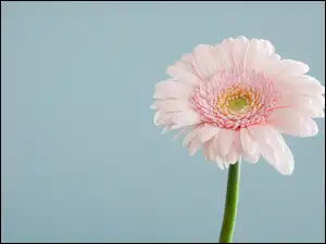 Różowy, Gerbera, Płatki, Kwiat