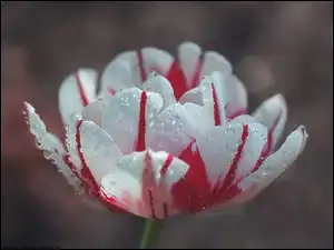 Zbliżenie, Kwiat, Tulipan, Krople
