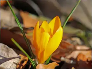 Liście, Kwiat, Żółty, Krokus