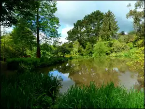 Drzewa, Park, Staw, Lato