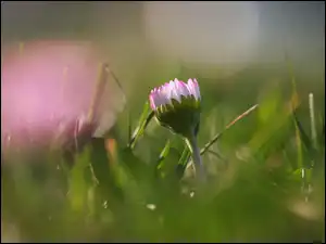 Kwiat, Różowa, Stokrotka