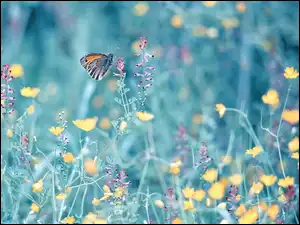 Rozmycie, Kwiaty, Motyl, Przestrojnik