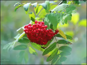 Owoce, Jarzębina, Czerwona