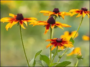 Rudbekie, Żółto-brązowe, Kwiaty