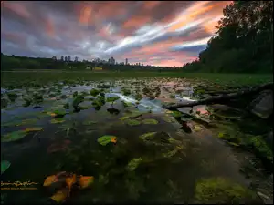 Kanada, Chmury, Deer Lake Park, Domy, Staw, Zachód słońca, Lilie wodne, Liście, Drzewa, Vancouver