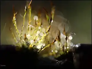 Bokeh, Mchy, Porosty, Źdźbła