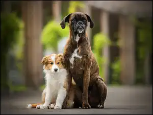 Szczeniaczek Border collie i Bokser