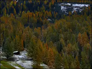 Śnieg, Ogrodzenie, Drzewa, Las, Szopa