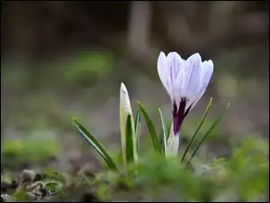 Wiosna, Białoliliowy, Krokus