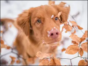 Rudy Retriever z Nowej Szkocji