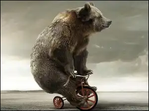 Rowerku, Miś, Na