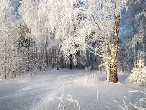 Ośnieżone, Brzozy, Las, Zima, Drzewa