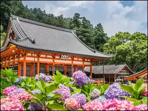 Japonia, Hortensje, Mino, Różowe, Katsuo-ji, Świątynia, Kwiaty, Drzewa, Liliowe, Prefektura Osaka