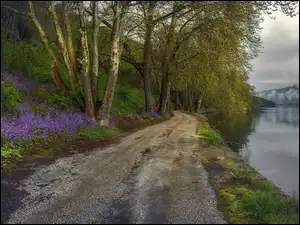Kwiaty i drzewa na skarpie przy drodze