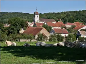Village, Borey, Kościół, Krowy, Domy, Pastwisko