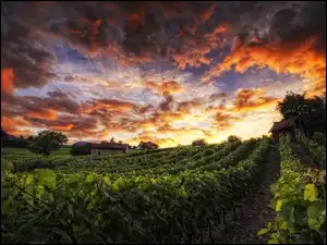 Zachód Słońca, Plantacja, Winnica