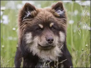 Fiński lapphund, Łąka, Pies