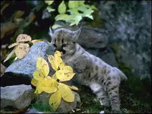 Liście, Mała, Puma, Skały