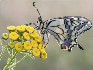 Żółte, Wrotycz, Paź królowej, Motyl, Kwiaty