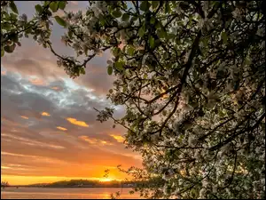 Słońca, Gałęzie, Drzewa, Zachód
