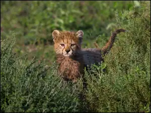 Roślinność, Mały, Gepard