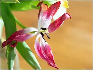 Liście, Kwiaty, Tulipan