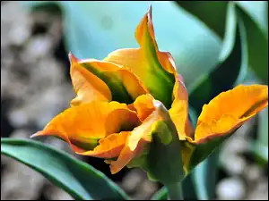 Rozmycie, Tulipan, Żółty, Kwiat