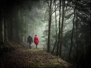 Spacer, Mgła, Ścieżka, Las, Para