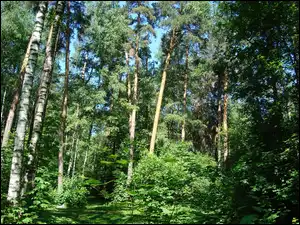 Cienie, Brzozowy, Zagajnik, Światło
