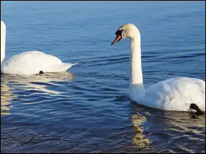 Woda, Białe, Ptaki, Łabędzie