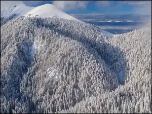Góra, Drzewa, Szczyt, Zima, Ośnieżone