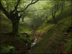 Las, Strumyk, Drzewa, Mgła