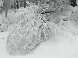 Las, Gałązki, Śnieg, Zima, Drzewa
