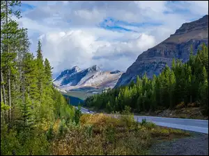 Droga, Góry Skaliste, Świerki, Kanada, Drzewa, Prowincja Alberta