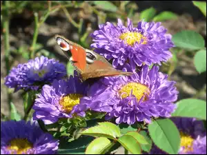 Astry, Motyl, Rusałka pawik, Kwiaty