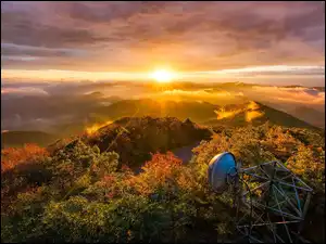 Antena nad drzewami