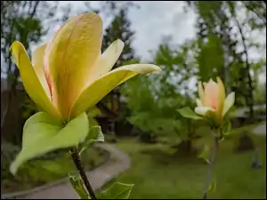 Magnolia, Park, Żółta, Krzew, Kwiaty