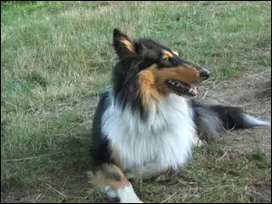 Kołnierz, Pies, Collie, Biały