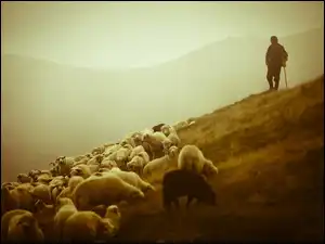 Górska, Pastwisko, Pasterz, Owce, Łąka