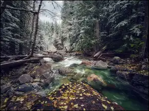 Drzewa, Kamienie, Wysokie, Las, Rzeka