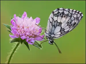 Fioletowy, Świerzbnica polna, Polowiec szachownica, Motyl, Kwiat