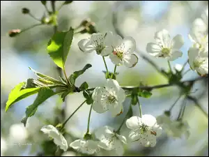 Owocowe, Białe, Kwiaty, Drzewo