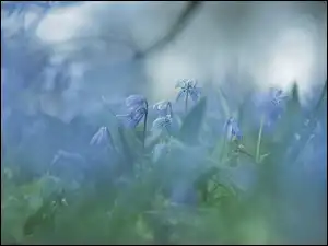 Rozmyte tło, Cebulice syberyjskie, Niebieskie, Kwiaty